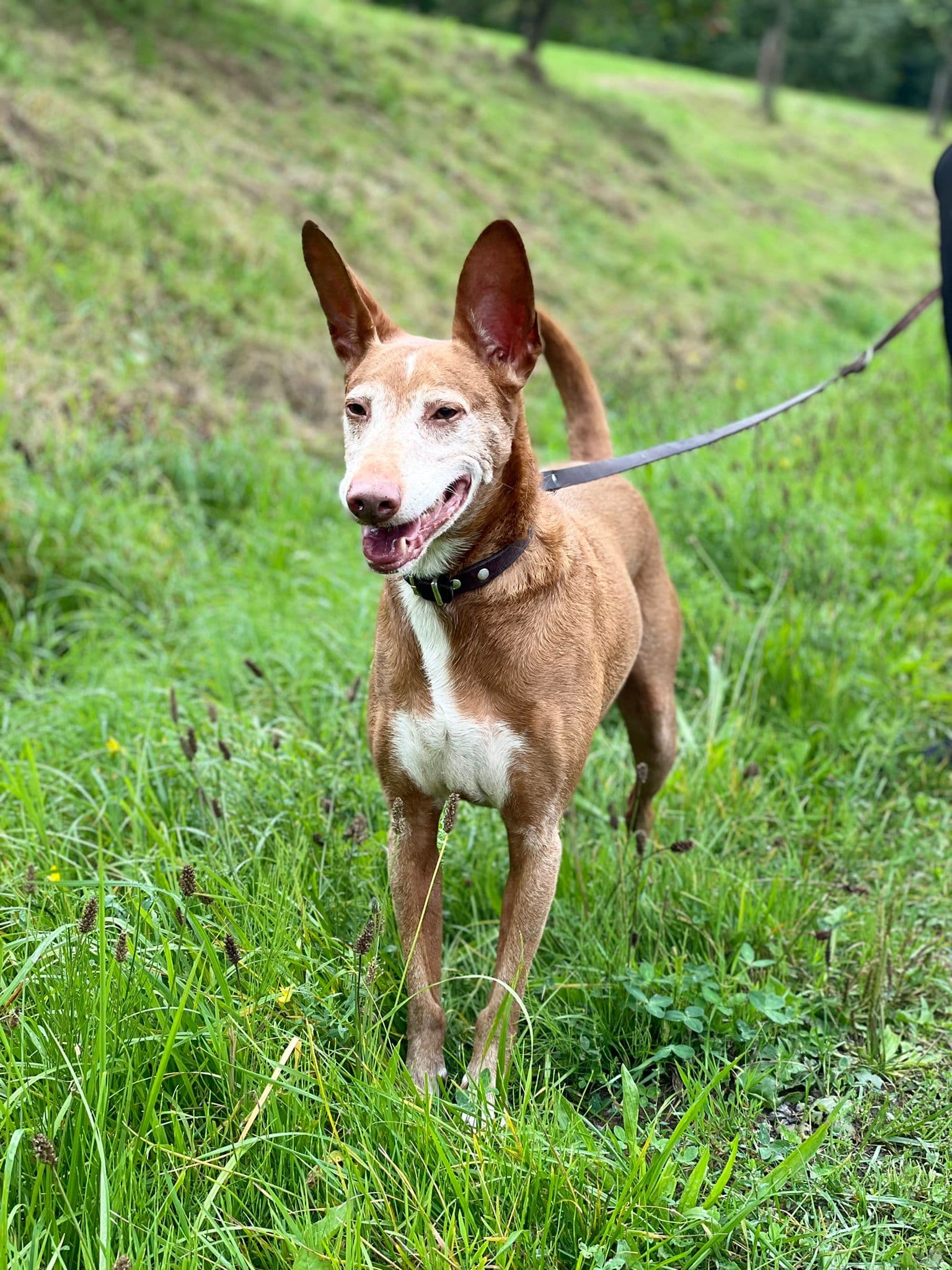 Sancho - Podenco Canario - Bild 2