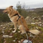 Rocky - - Bild 6