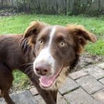 Rüdiger - Australian Shepherd - Bild 3