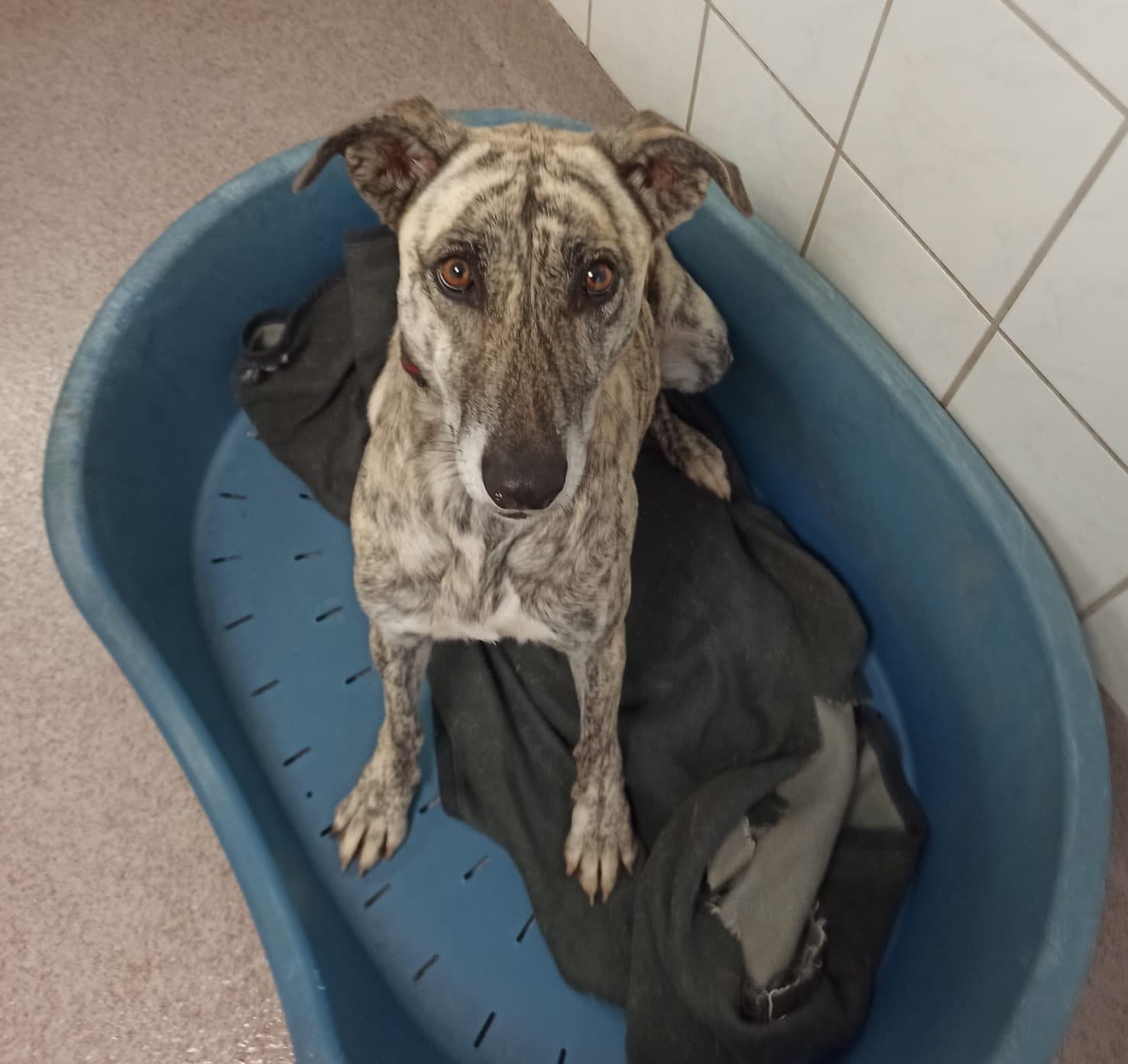 Carly - Galgo Español - Bild 2