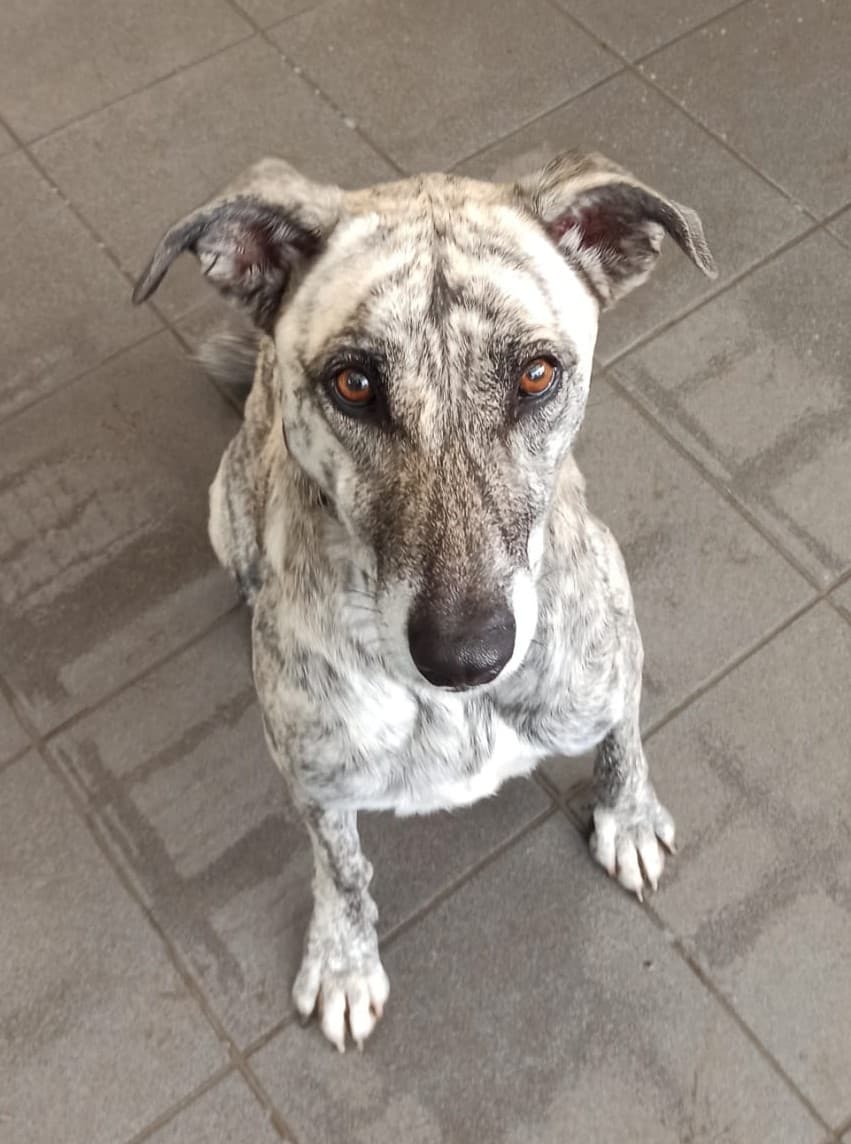 Galgo Español Carly