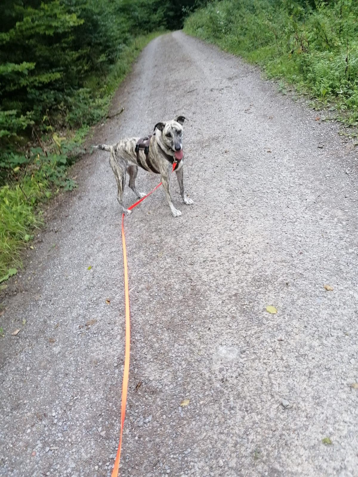 Carly - Galgo Español - Bild 3