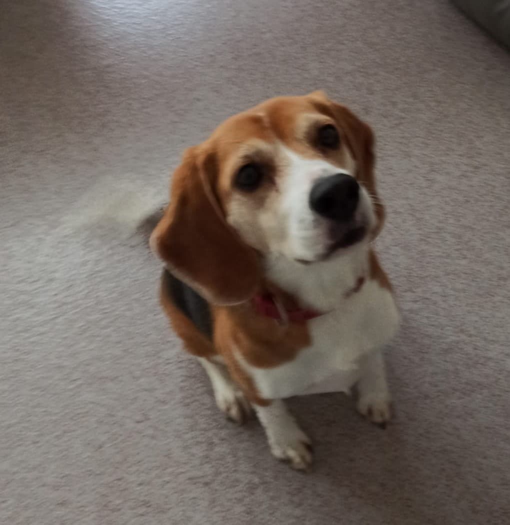 Mia - Beagle - Bild 3