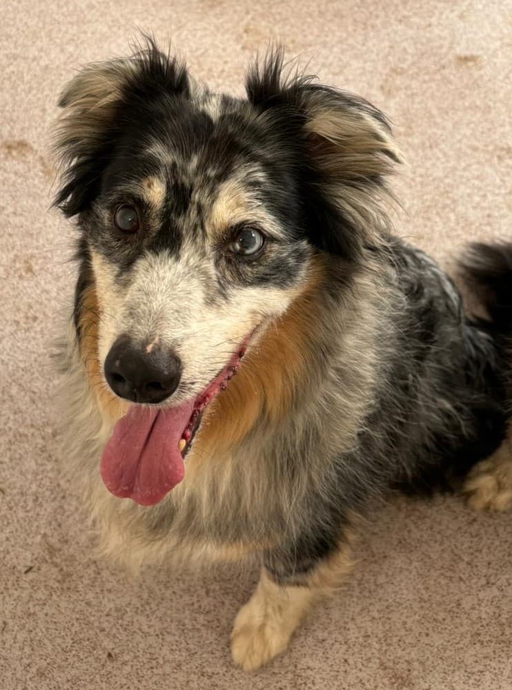 Australian Shepherd Jack