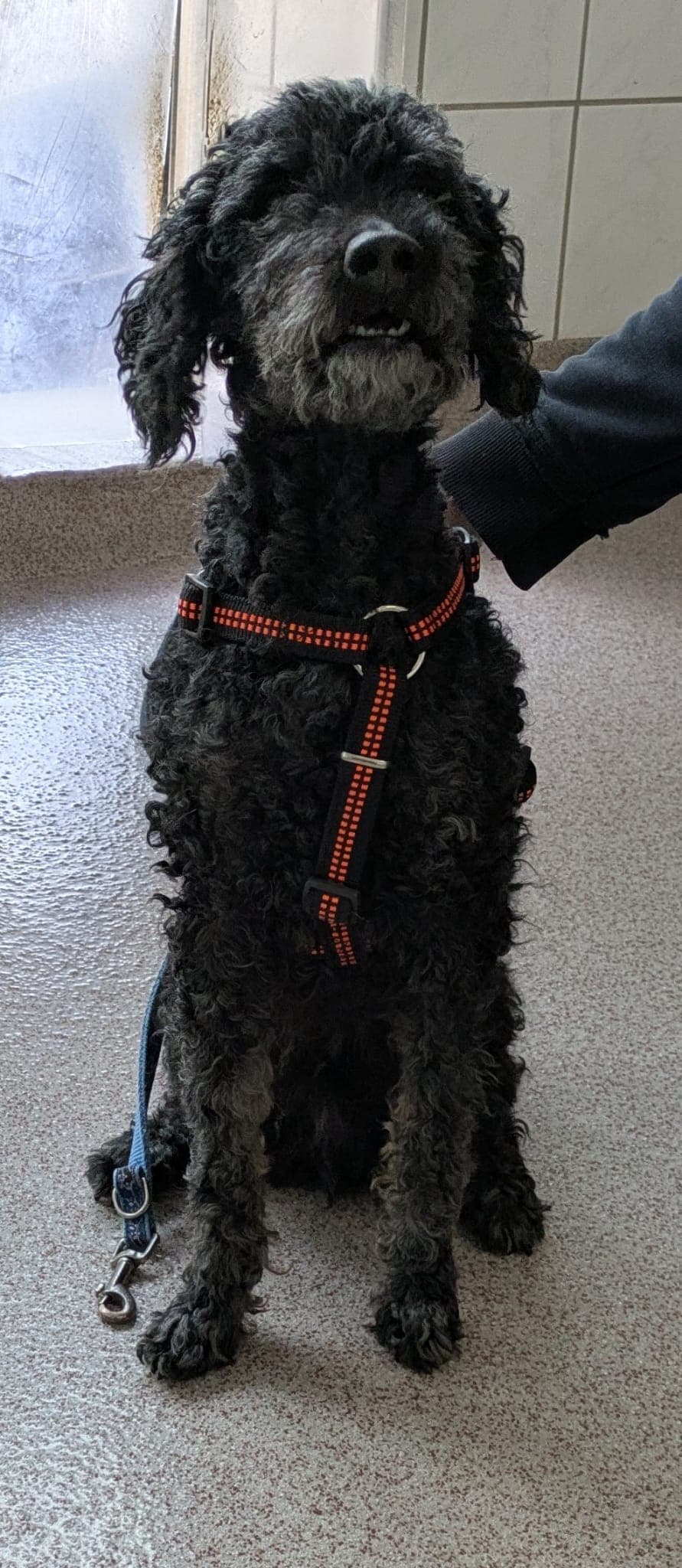 Blacky - Pudel - Bild 10