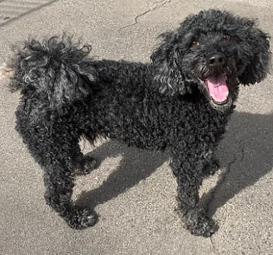 Blacky - Pudel - Bild 3