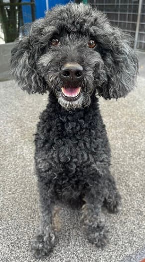 Blacky - Pudel - Bild 4