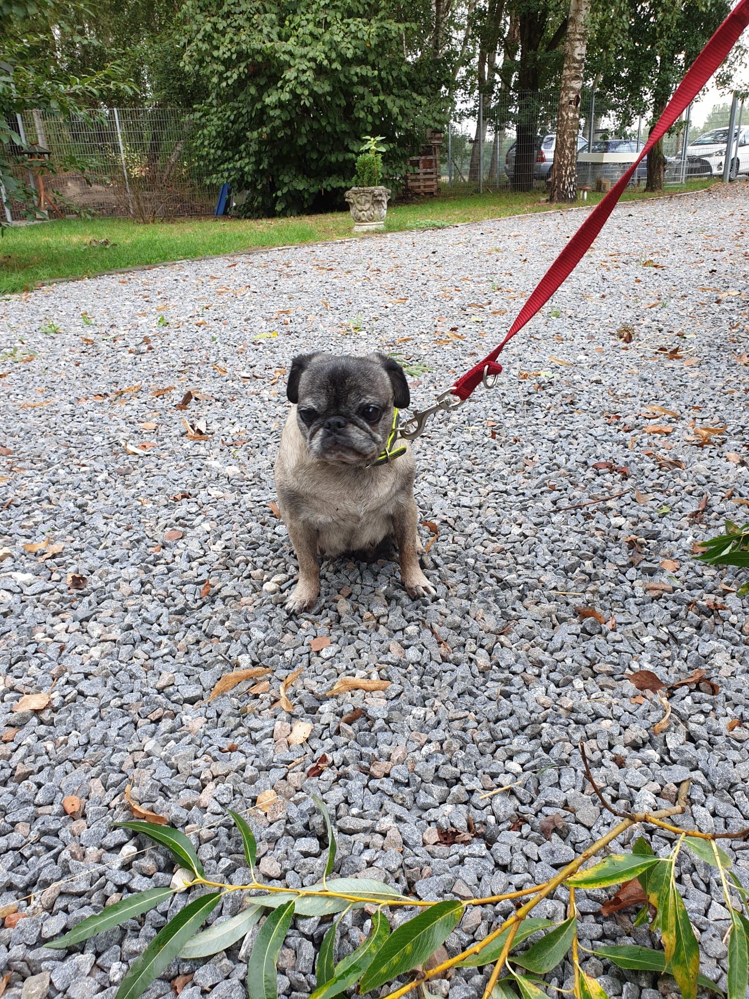 Luna - Mops - Bild 1