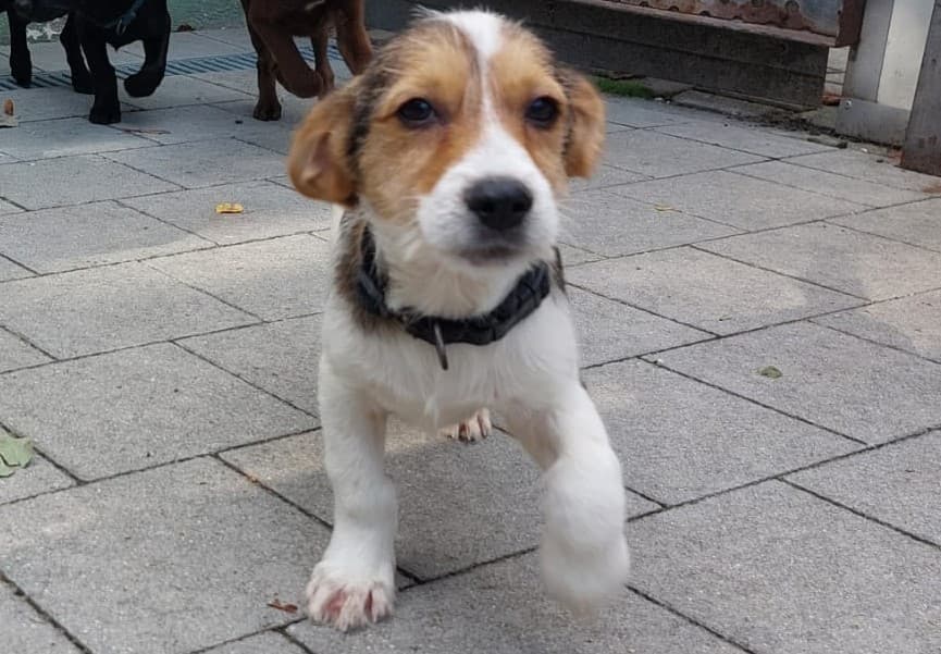 Timon - Jack Russell Terrier - Bild 2