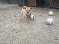 Buddy - Deutscher Pinscher - Bild 3