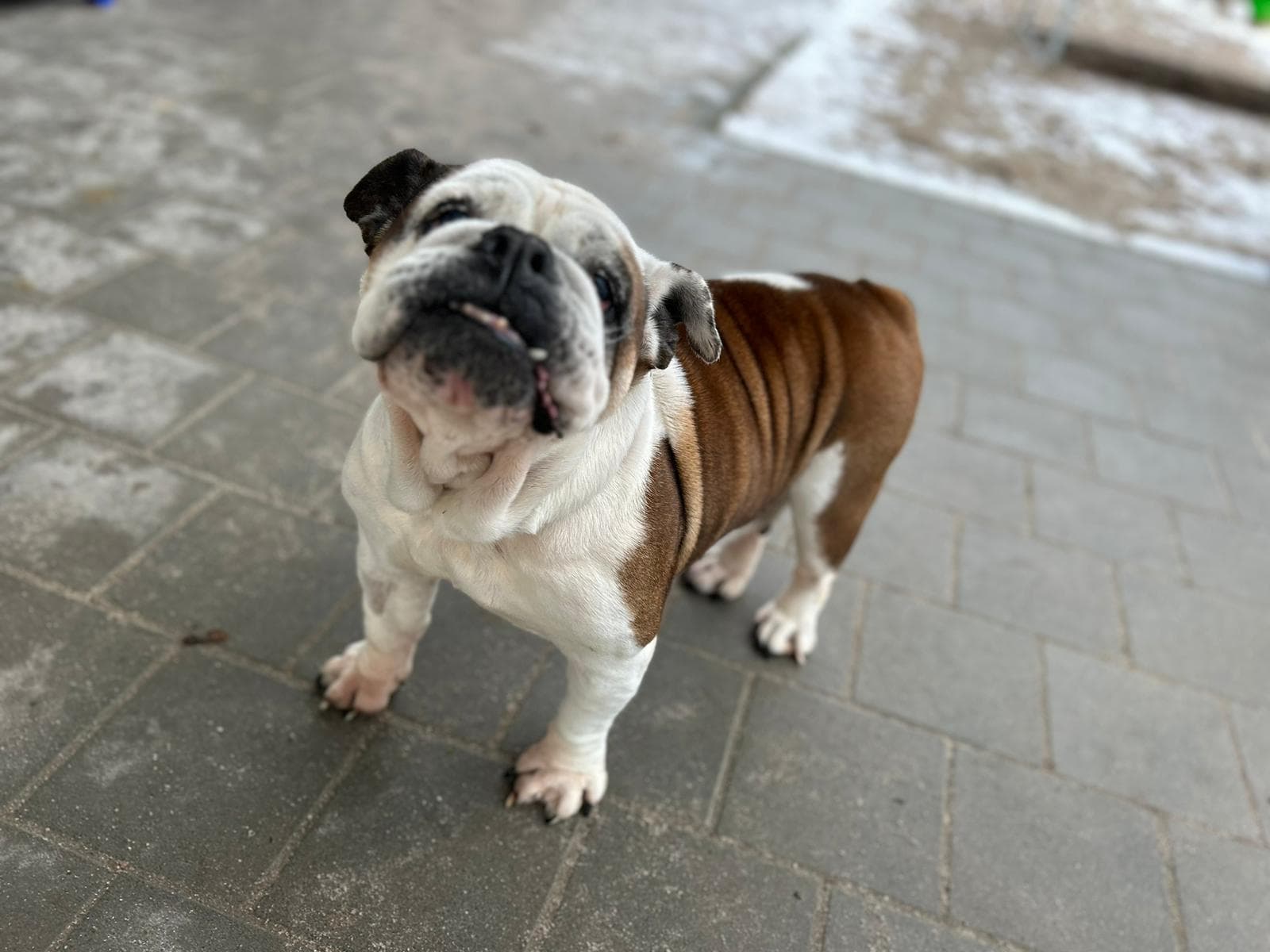 Englische Bulldogge Freya