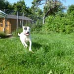 Linda - Dalmatiner - Bild 4