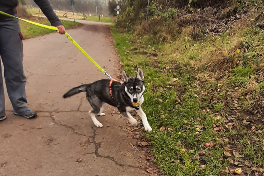 Zora - Tschechoslowakischer Wolfhund, Labrador Retriever, Deutscher Schäferhund, Siberian Husky - Bild 4