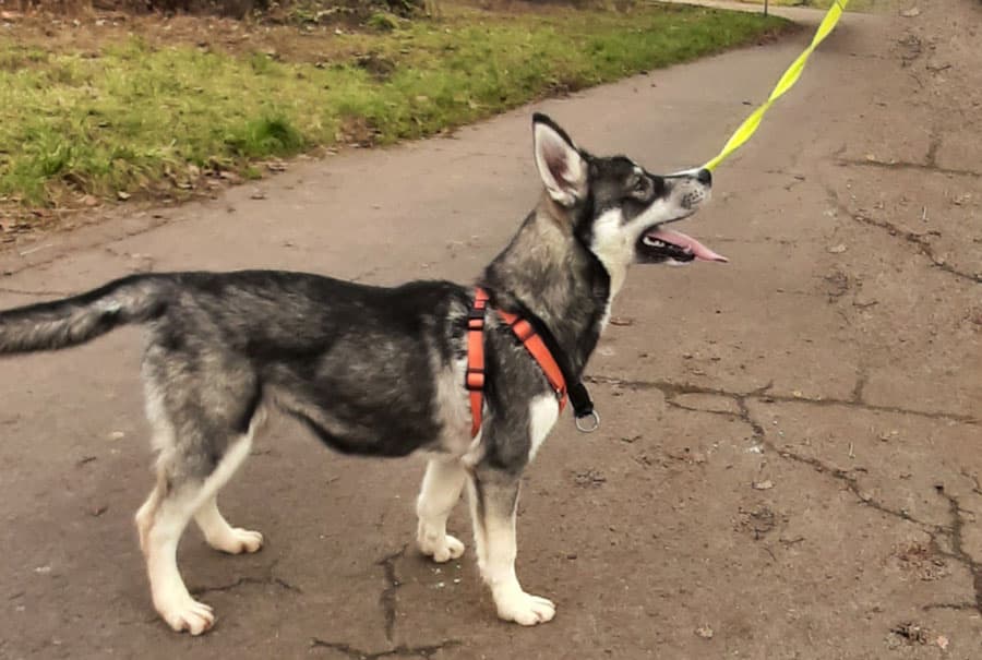 Zora - Tschechoslowakischer Wolfhund, Labrador Retriever, Deutscher Schäferhund, Siberian Husky - Bild 3