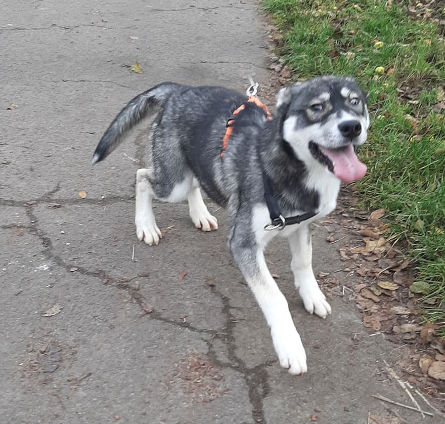 Zora - Tschechoslowakischer Wolfhund, Labrador Retriever, Deutscher Schäferhund, Siberian Husky - Bild 2