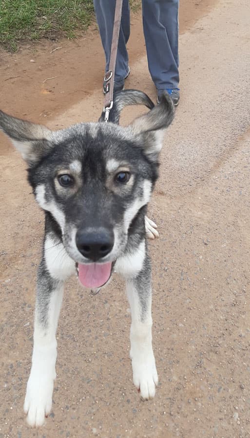 Zora - Tschechoslowakischer Wolfhund, Labrador Retriever, Deutscher Schäferhund, Siberian Husky - Bild 11