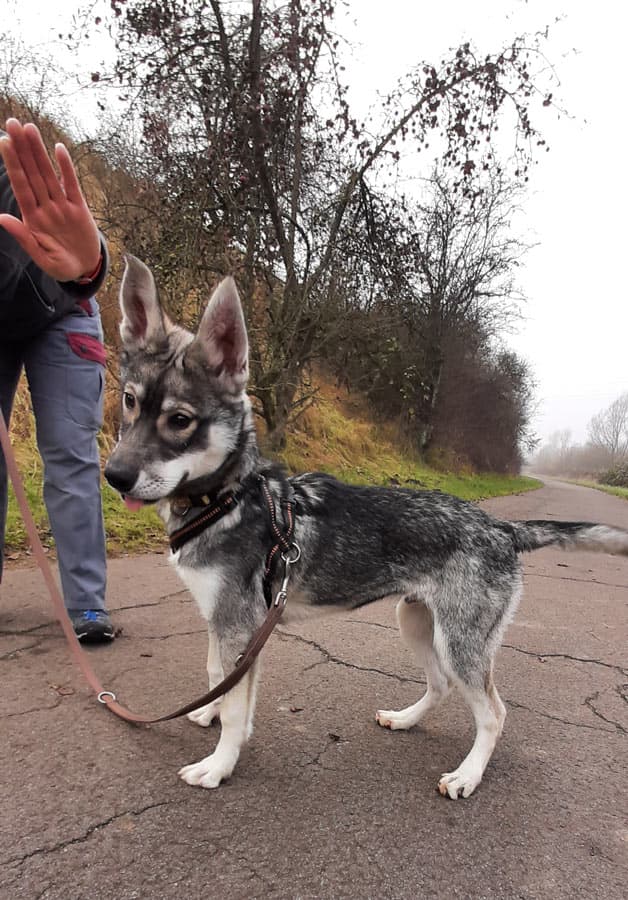 Zora - Tschechoslowakischer Wolfhund, Labrador Retriever, Deutscher Schäferhund, Siberian Husky - Bild 13
