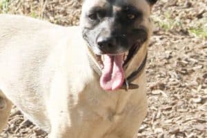 Aron - Deutscher Pinscher - Bild 5