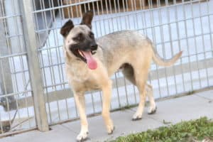 Aron - Deutscher Pinscher - Bild 13