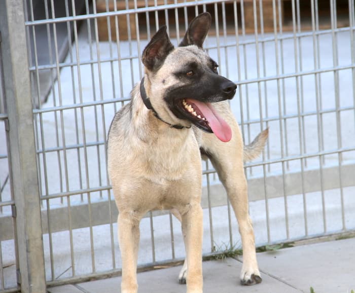 Aron - Deutscher Pinscher - Bild 14