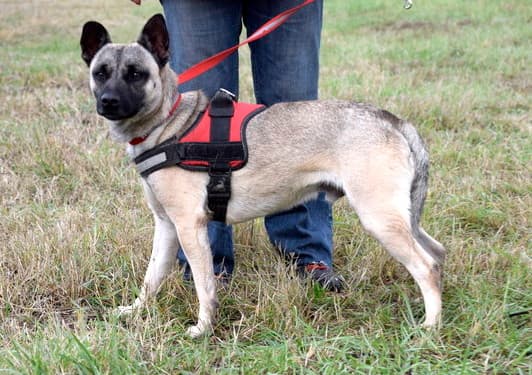 Aron - Deutscher Pinscher - Bild 18