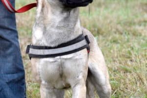 Aron - Deutscher Pinscher - Bild 21