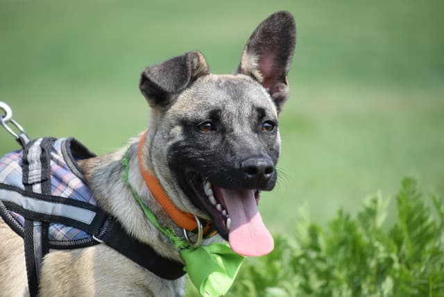 Aron - Deutscher Pinscher - Bild 22