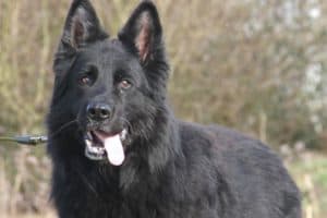 Lasse - Deutscher Schäferhund - Bild 3