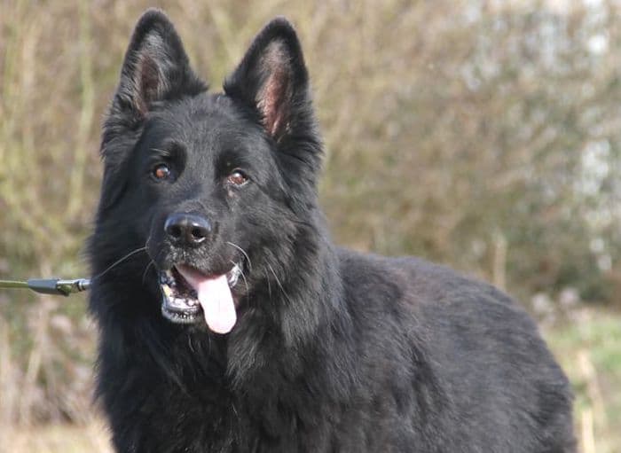 Lasse - Deutscher Schäferhund - Bild 2