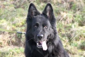 Lasse - Deutscher Schäferhund - Bild 19