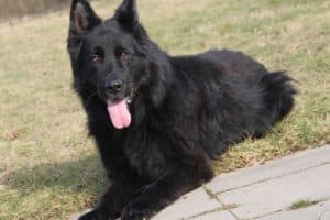 Lasse - Deutscher Schäferhund - Bild 7