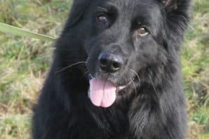 Lasse - Deutscher Schäferhund - Bild 5