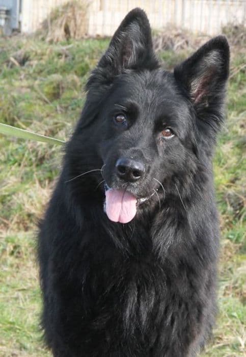 Lasse - Deutscher Schäferhund - Bild 4