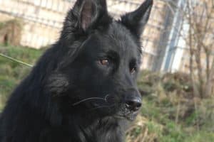 Lasse - Deutscher Schäferhund - Bild 17