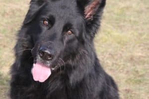 Lasse - Deutscher Schäferhund - Bild 15