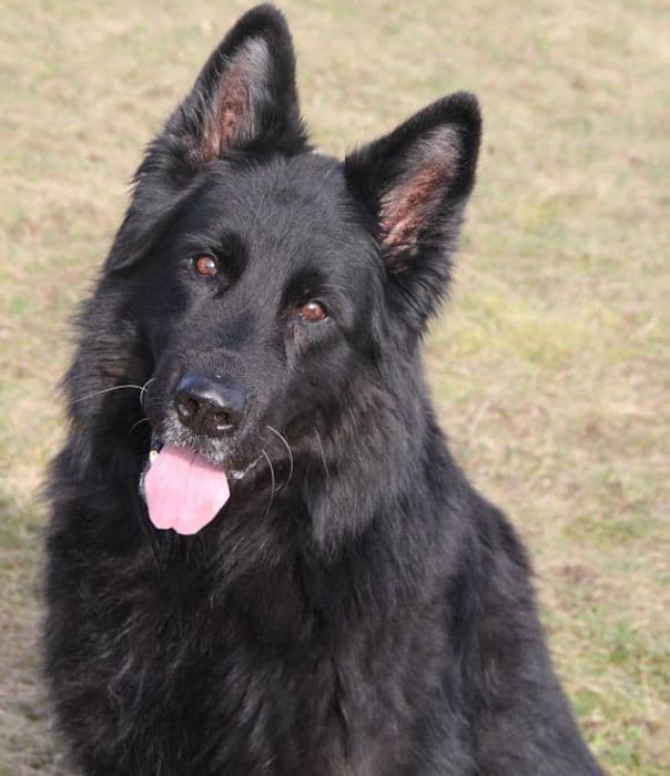 Lasse - Deutscher Schäferhund - Bild 14