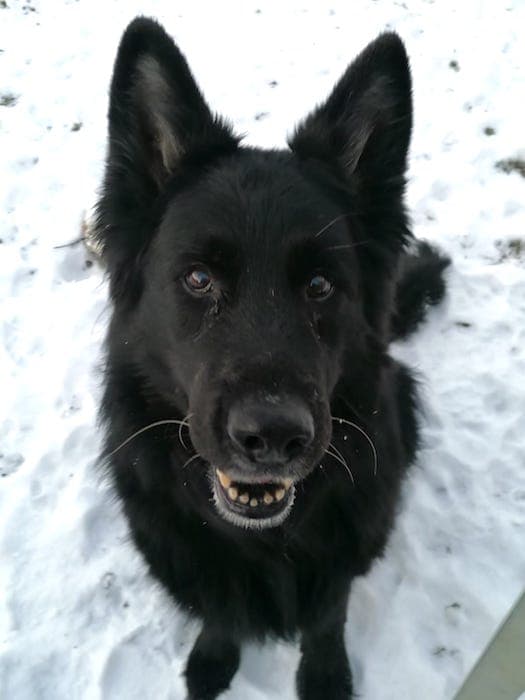 Lasse - Deutscher Schäferhund - Bild 10