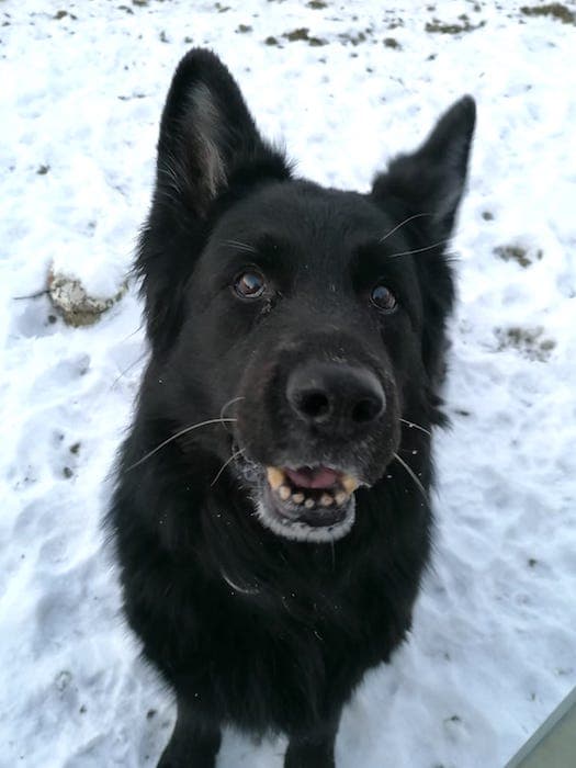 Lasse - Deutscher Schäferhund - Bild 8