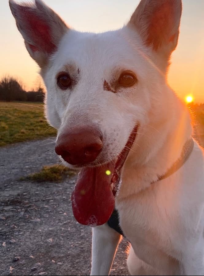 Chris - Deutscher Schäferhund - Bild 16