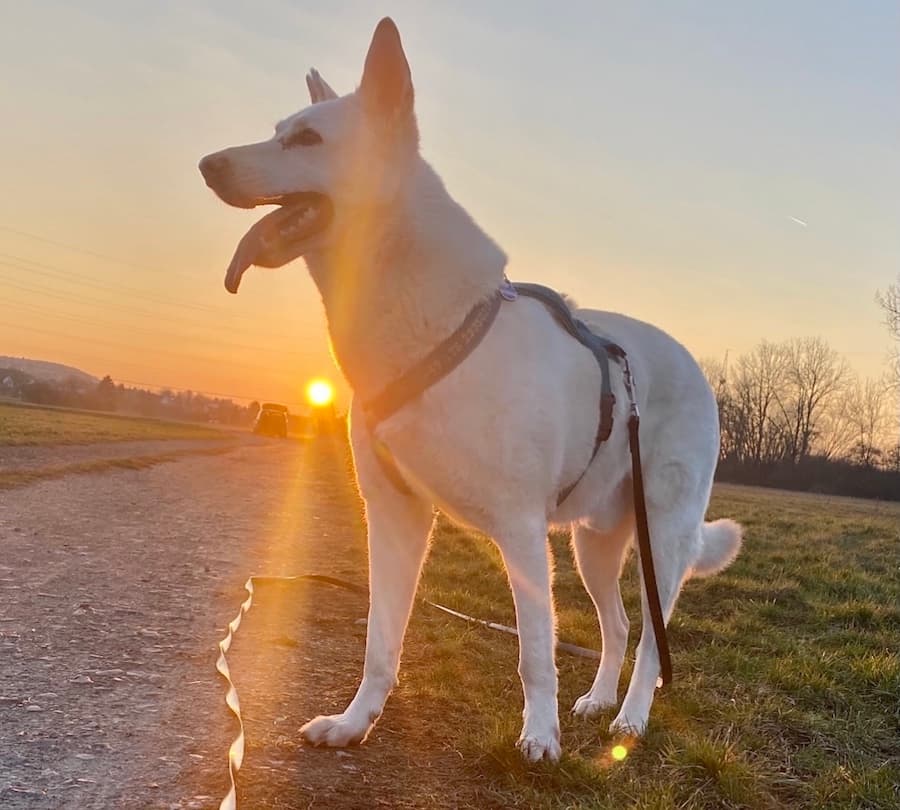 Chris - Deutscher Schäferhund - Bild 18