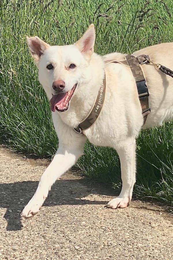 Chris - Deutscher Schäferhund - Bild 20