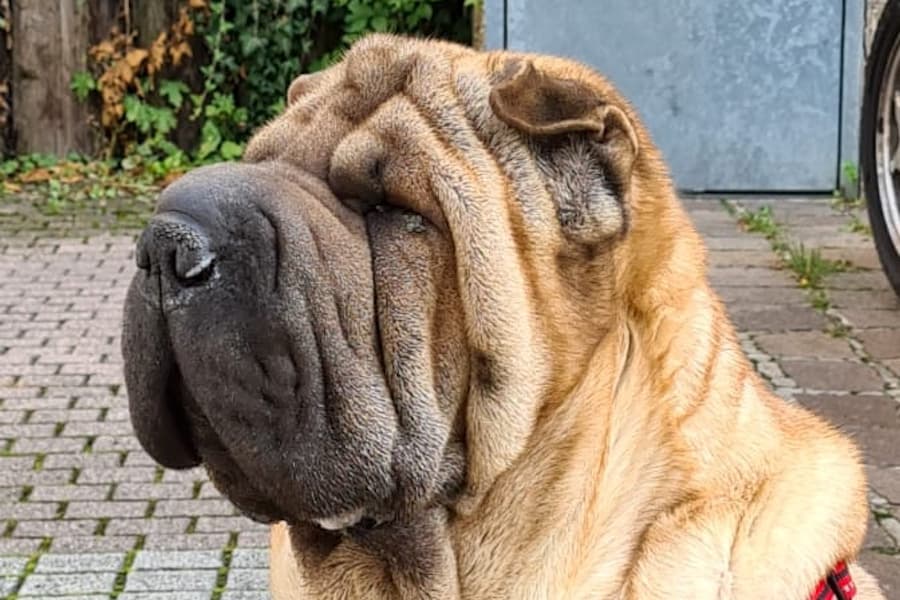 Samy - Shar-Pei - Bild 16