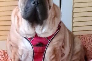 Samy - Shar-Pei - Bild 25