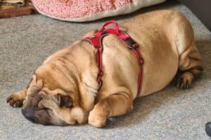 Samy - Shar-Pei - Bild 23