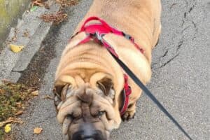 Samy - Shar-Pei - Bild 21