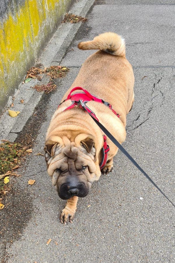 Samy - Shar-Pei - Bild 20