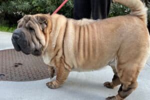 Samy - Shar-Pei - Bild 13