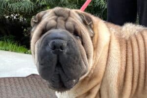 Samy - Shar-Pei - Bild 15
