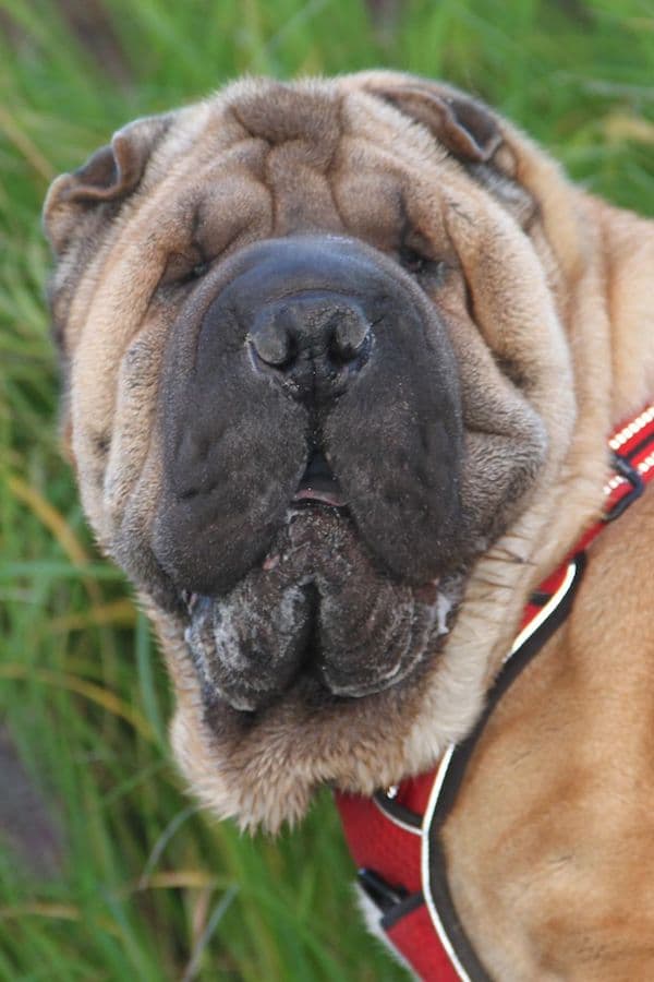 Samy - Shar-Pei - Bild 10