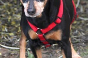 Miki - Deutscher Pinscher - Bild 11